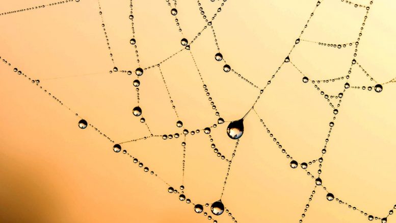 Graphene inspired by Spiders Silk