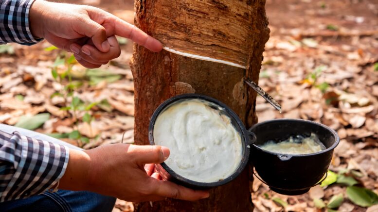 Rubber tree latex sap Rubber plantation unidentified rubber planters work diligently, skillfully harvesting latex from the mature rubber trees.